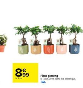 ficus ginseng