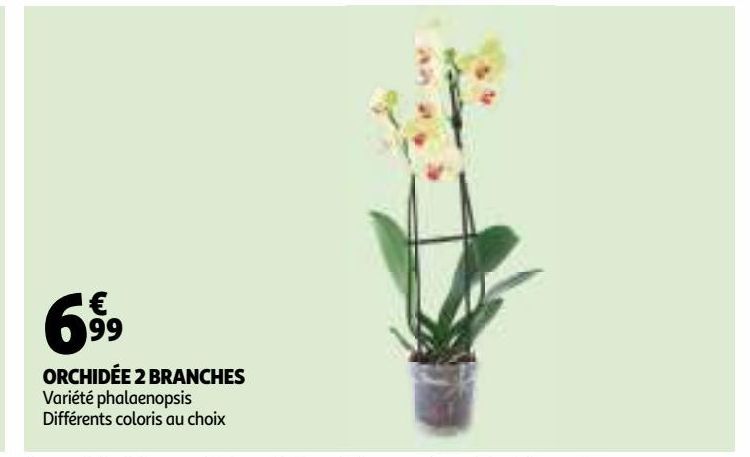 Orchidee 2 branches