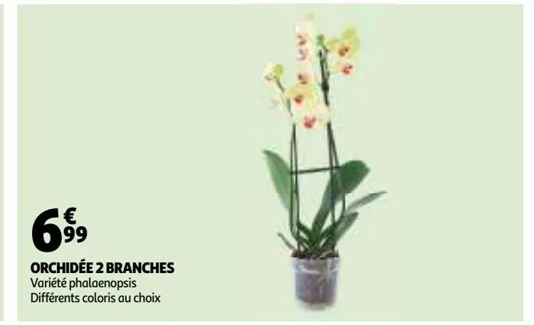 orchidee 2 branches