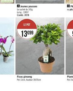 A Jeunes pousses Le sachet de 145 Lekg: 12007 L'unité:219  LE POT  1399  Ficus ginseng  Pot 12cm, hauteur 30/35cm