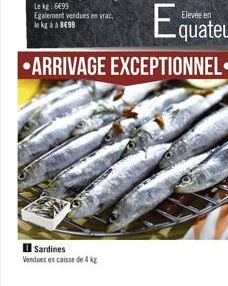 sardines