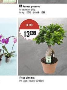 A Jeunes pousses  Le sachet de 145g  Le kg: 10641-L'unité: 189  LE POT  13 99  Ficus ginseng Put 12cm, hauteur 30/35cm