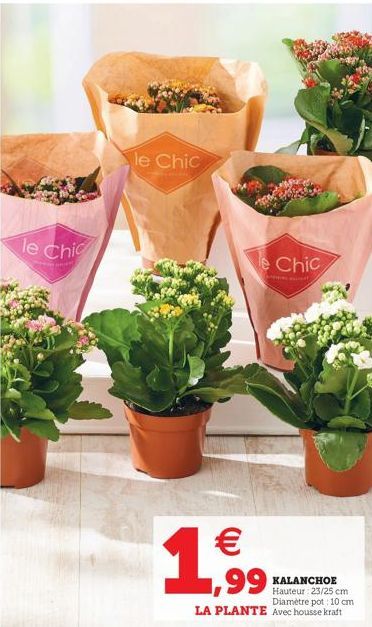 le Chic  le Chic  le Chic    1,99  KALANCHOE Hauteur 23/25 cm Diamètre pot 10 cm  LA PLANTE Avec housse kraft