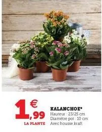   1,99  kalanchor*  ,99 hauteur 23/25 cm  diamètre pot: 10 cm la plante avec housse kraft