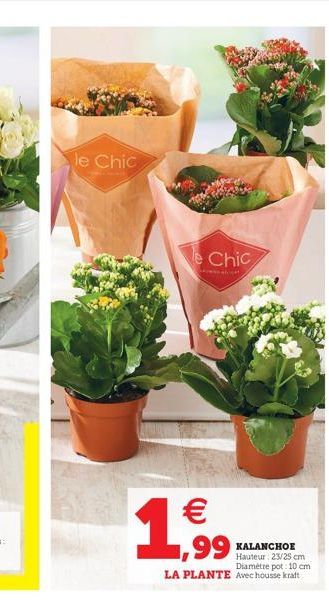 kalanchoe Kraft