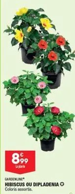 899  la plat  gardenline hibiscus ou dipladenia coloris assortis.