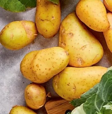 pommes de terre de consommation à chair ferme variété annabelle  