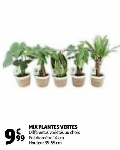 mix plantes vertes 