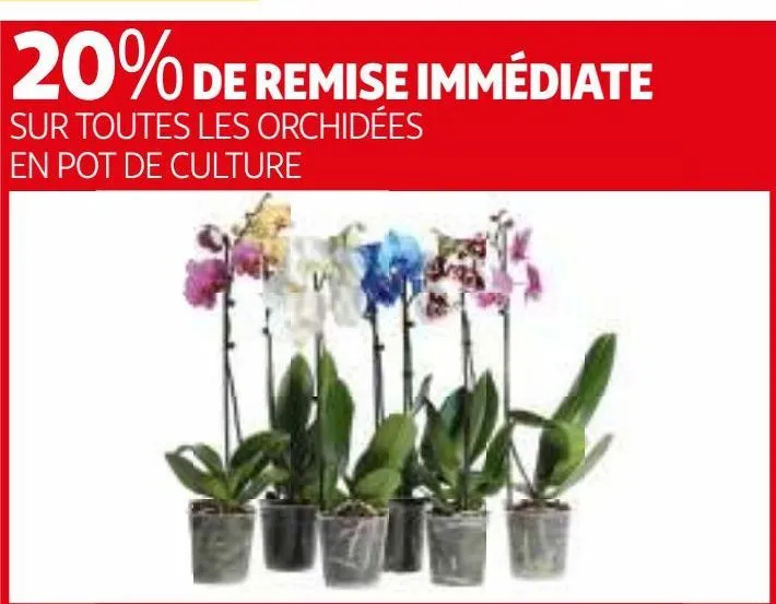 20% de remise immédiate sur toutes les orchidées en pot de culture en pot de culture 