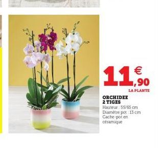 11%  LA PLANTE  ORCHIDEE 2 TIGES  Hauteur : 55/65 cm Diamètre pot: 13 cm Cache poten céramique 