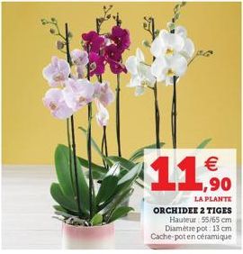 €  11,90  LA PLANTE  ORCHIDEE 2 TIGES  Hauteur: 55/65 cm  Diamètre pot: 13 cm  Cache-pot en céramique 