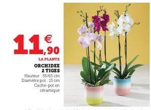 €  11,90  LA PLANTE ORCHIDEE 2 TIGES Hauteur: 55/65 cm Diamètre pot: 13 cm Cache-pot en  céramique 