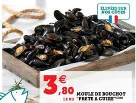 €  ,80 MOULE DE BOUCHOT  LE KG "PRETE A CUIRE  ÉLEVÉES SUR NOS COTES 