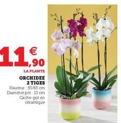 ,90  LA PLANTE ORCHIDEE 2 TIGES  Hauteur : 55/65 cm Diamètre pot: 13 cm  Cache-pot en céramique 