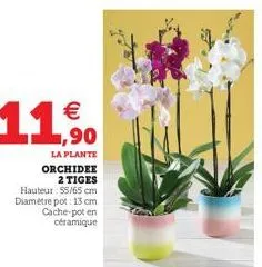 ,90  la plante orchidee 2 tiges  hauteur : 55/65 cm diamètre pot: 13 cm  cache-pot en céramique 