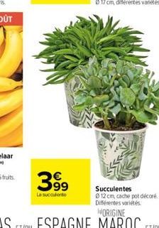 399  La succulente 