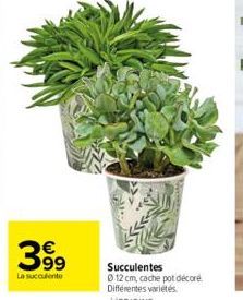 399  La succulente 