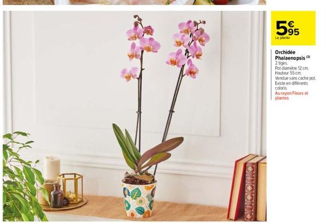 595  La plante  Orchidée  Phalaenopsis (2)  2 tiges  Pot diamètre 12 cm. Hauteur 55 cm Vendue sans cache pot. Existe en différents coloris. Aurayon Fleurs et plantes 