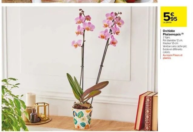 595  la plante  orchidée  phalaenopsis (2)  2 tiges  pot diamètre 12 cm. hauteur 55 cm vendue sans cache pot. existe en différents coloris aurayon fleurs et plantes 