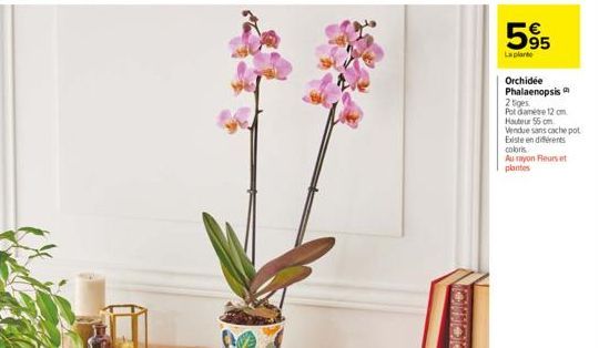 595  La plante  Orchidée Phalaenopsis  2 tiges Pot diametre 12 cm Hauteur 55 cm  Vendue sans cache pot Existe en différents coloris  Au rayon Fleurs et plantes 