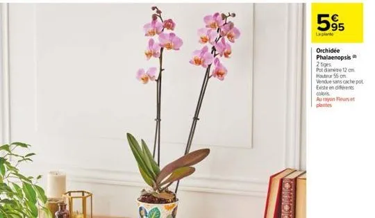 595  la plante  orchidée phalaenopsis  2 tiges pot diametre 12 cm hauteur 55 cm  vendue sans cache pot existe en différents coloris  au rayon fleurs et plantes 