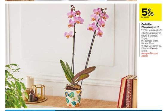 595  La planto  Orchidee Phalaenopsis Pour les magasins équipés d'un rayon fleurs & plantes. 2tiges  Pot diametre 12 cm Hauteur 55 cm  Vendue sans cache pot Existe en diferents coloris  Au rayon Fleur