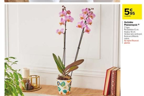 595  La planto  Orchidee Phalaenopsis  2 tiges Pot diametre 12 cm Hauteur 55 cm  Vendue sans cache pot Existe en différents coloris  Au rayon Fleurs et plantes 