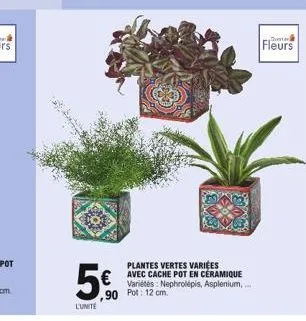 5€  lunite  ,90 pot: 12 cm.  plantes vertes variées avec cache pot en céramique variétés: nephrolepis, asplenium,...  tumer  fleurs 