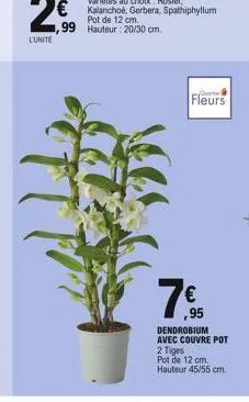 lunite  fleurs  7€  ,95  dendrobium avec couvre pot  2 tiges  pot de 12 cm.  hauteur 45/55 cm. 