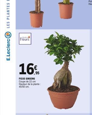 ener  Fleurs  ,95  FICUS GINSENG  Coupe de 22 cm Hauteur de la plante: 45/50 cm. 