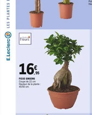 ener  fleurs  ,95  ficus ginseng  coupe de 22 cm hauteur de la plante: 45/50 cm. 