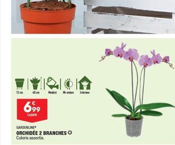 12 cm 40 cm Modi M-tre  699  Lapla  GARDENLINE ORCHIDÉE 2 BRANCHES Coloris assortis. 