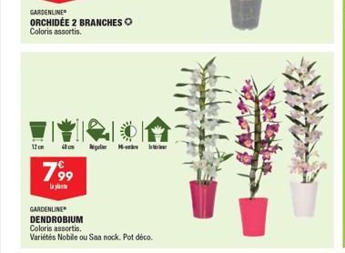 12cm  GARDENLINE ORCHIDÉE 2 BRANCHES Coloris assortis.  799  la plat  40 m Regulier -  GARDENLINE  DENDROBIUM  on  Coloris assortis.  Variétés Nobile ou Saa nock. Pot déco. 