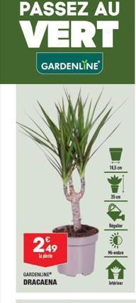 249  la plante  GARDENLINE DRACAENA  10,5  35 cm  Regulier  Mientr  Interi 