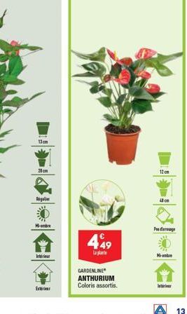 13cm  28cm  Regi  Membre  In  Extirion  449  La plante  GARDENLINE ANTHURIUM Coloris assortis.  12cm  Sch  Prue me  Interieur  13 