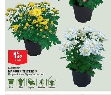 149  La plat  GARDENLINE MARGUERITE D'ÉTÉ O Chrysanthème. 3 plantes par pot.  12cm  23 cm  Regulerbre Ext 
