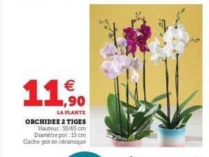 11,90  €  LA PLANTE  ORCHIDEE 2 TIGES  Hauteur : 55/65 cm Diamètre pot: 13 cm Cache-pot en céramique 