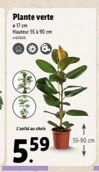 Plante verte  o 17 cm Hauteur 55 à 90 cm =-62635  EP  L'unité au choix  5.5⁹  55-90 cm 