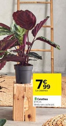 7⁹⁹9  99  Le catathea  Calathea  014 cm Vendu sans cache pot. 