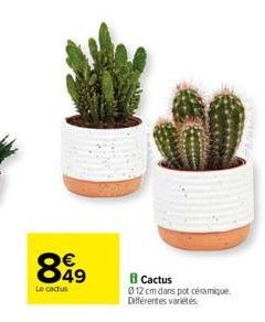 cactus 