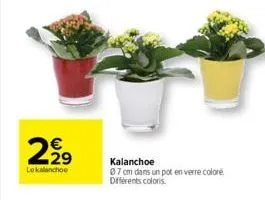 kalanchoe 