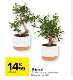 1499  Lebonsal  8 Bonsaï  015 cm dans pot céramique. Différentes variétés 