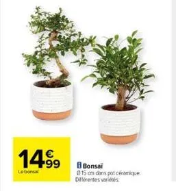 1499  lebonsal  8 bonsaï  015 cm dans pot céramique. différentes variétés 