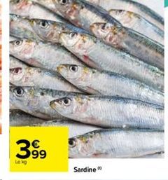 399  Sardine 