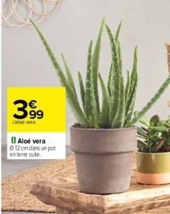 39⁹  LOTO VAN  Aloe vera 0 12 cm dans un pot  en terre cuite. 