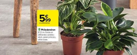 599  Le phillendron  Philodendron  012 cm Existe en différentes variétés: atom, green princess white wave. 