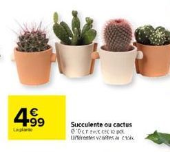 4.99  €  La plante  Succulente ou cactus 00cr Ecco pot Urférentes ventes 