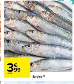 399  Sardine 