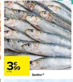 399  sardine 