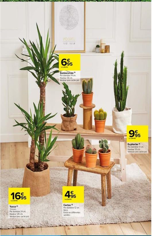 1695  La plante  Yucca  3 troncs. Pot diamètre 24 cm Hauteur 120 cm Vendue sans cache pot  THE  63  695  La plante  Zamioculcas Pot diamètre 14 cm Hauteur 30 cm Vendue sans cache pot  +95  La planto  